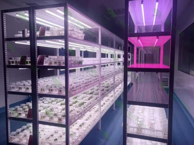 草莓视频18免费观看室設計