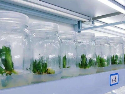 草莓视频18免费观看室,培養架