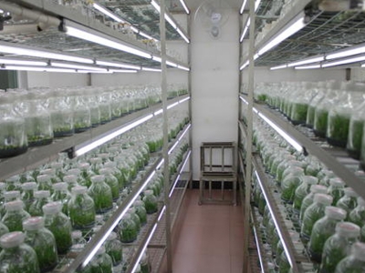 草莓视频18免费观看架